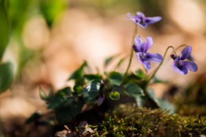 Forest floor, violets, Forest floor, violets,